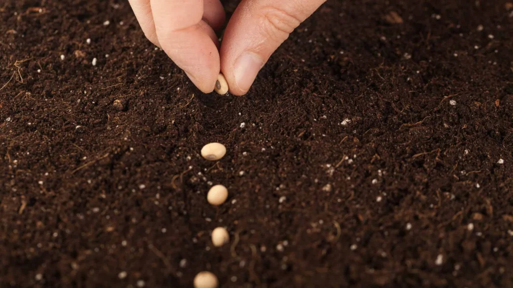 Understanding SEO through Gardening - Sowing Seeds - Content Update, Keyword Update, Image Tagging, Video Tagging, Technical SEO, Local SEO